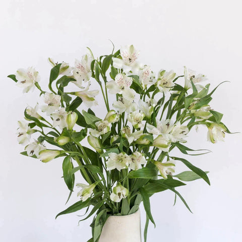 White Alstroemeria Fresh Flower
