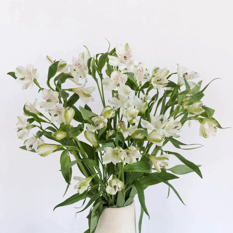 White Alstroemeria Fresh Flower