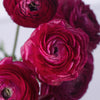 Watermelon Pink Ranunculus Fresh Cut Flower