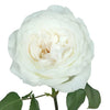 Whisper White Garden Rose