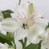 White Alstroemeria Fresh Flower