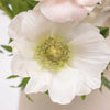 White with Green Center Fresh Cut Designer Anemones