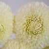 Ball White Dahlia