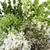 White Blooming Spring Combo Pack