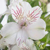 White Blush Peruvian Lilies