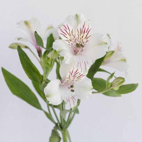 White Blush Peruvian Lilies Stem - Image