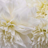 Bridal White Dinner Plate Dahlia