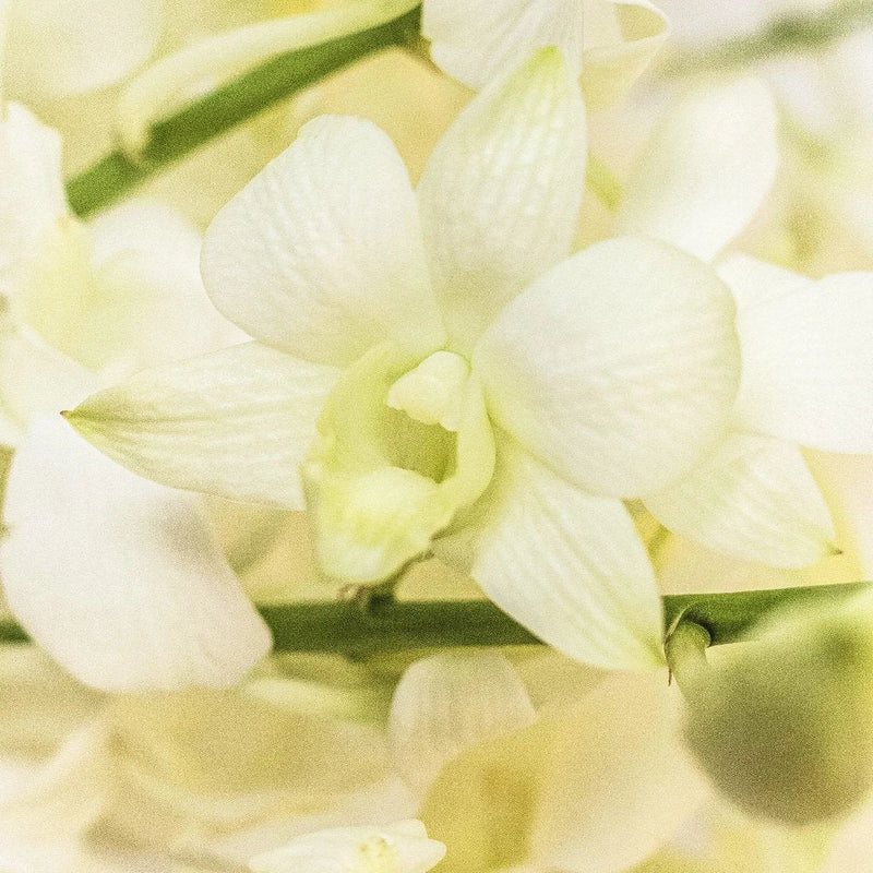 Orchids White Wholesale Garland Close Up