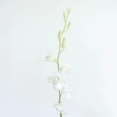 White Dendrobium Orchids Flower Stem - Image