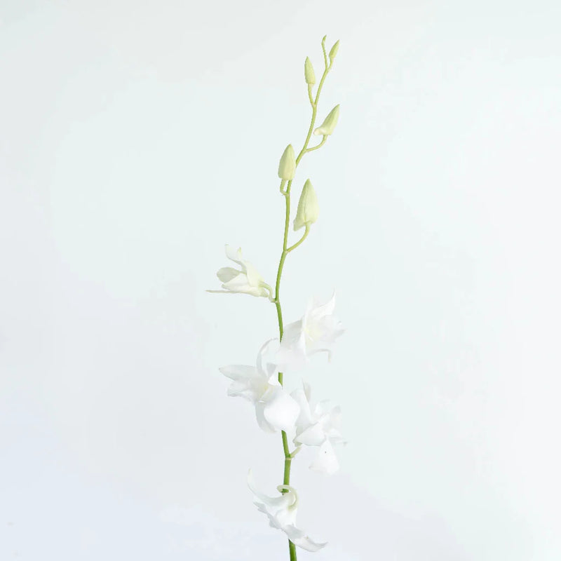 White Dendrobium Orchids Flower Stem - Image