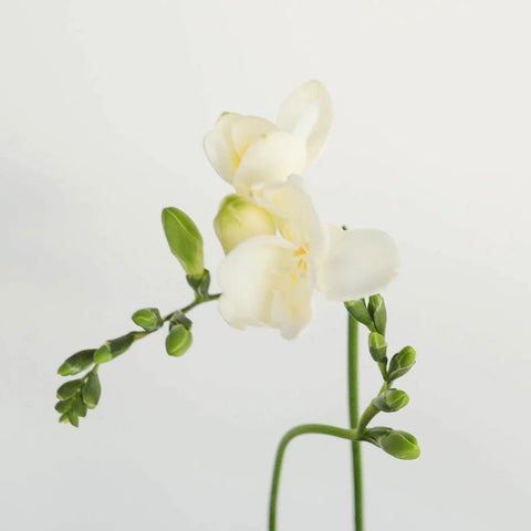 White Designer Freesia Flower Stem - Image