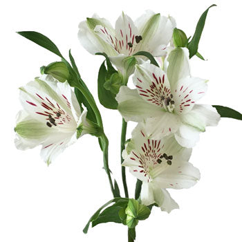 White Fresh alstroemeria Wholesale Flower Stem