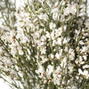 Ginestra White Wedding Flower