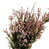 Calycina Heather White Flower