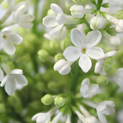 Premium White Lilac Flower