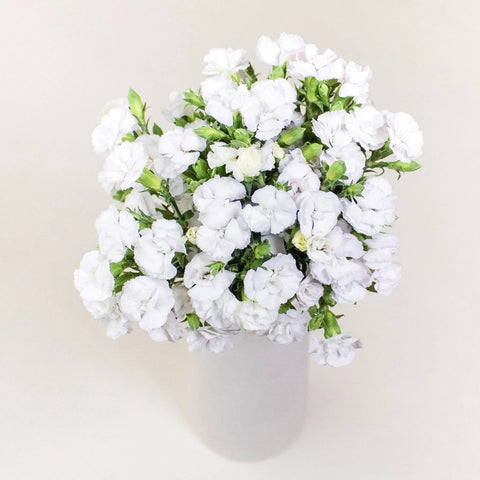 White Lilipot Wholesale Flowers in Vase