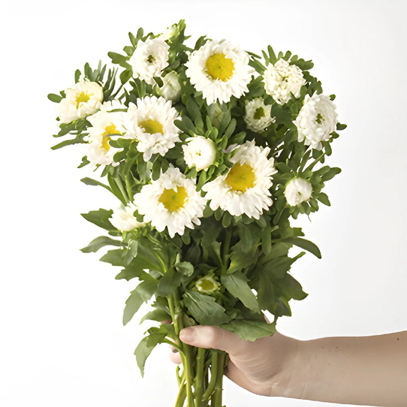 White Matsumoto Flowers