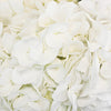 Save the Medellin Hydrangea Flower Growers