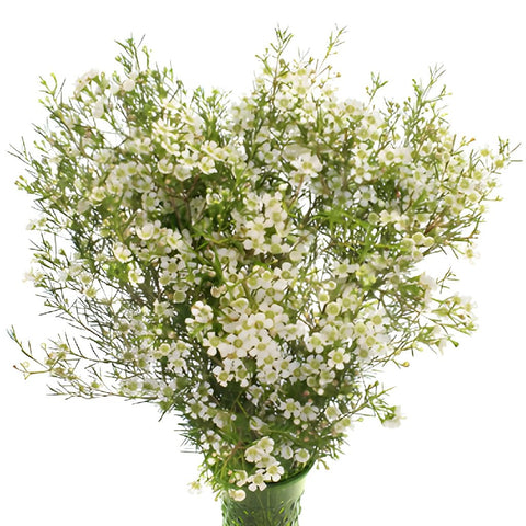White Wax Flower May 16th to November 30th Delivery
