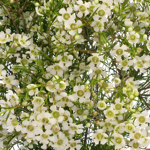 White Wax Flower May 16th to November 30th Delivery