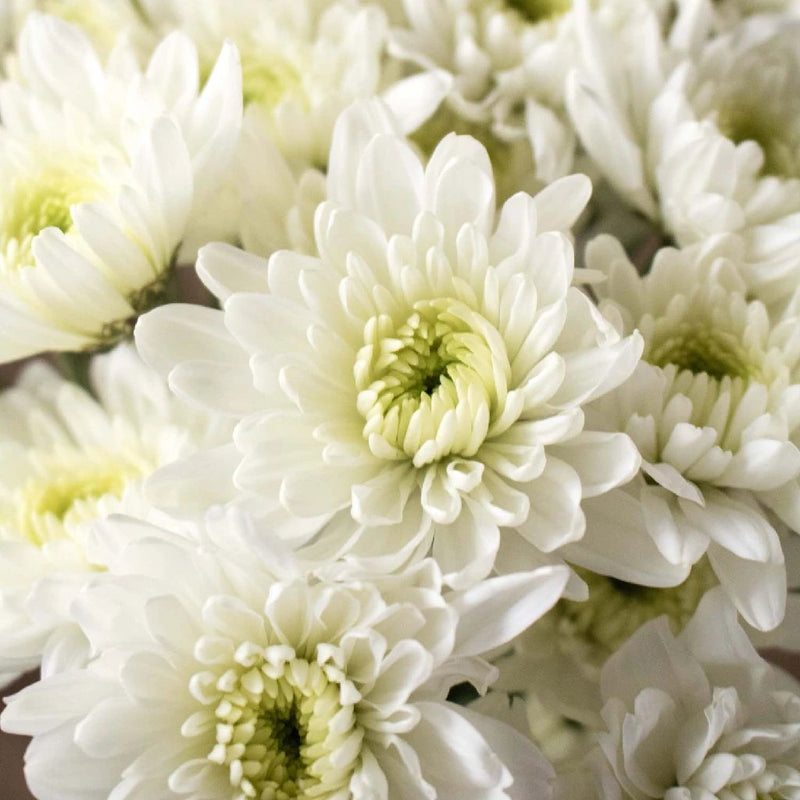 White pom DIY wedding flowers