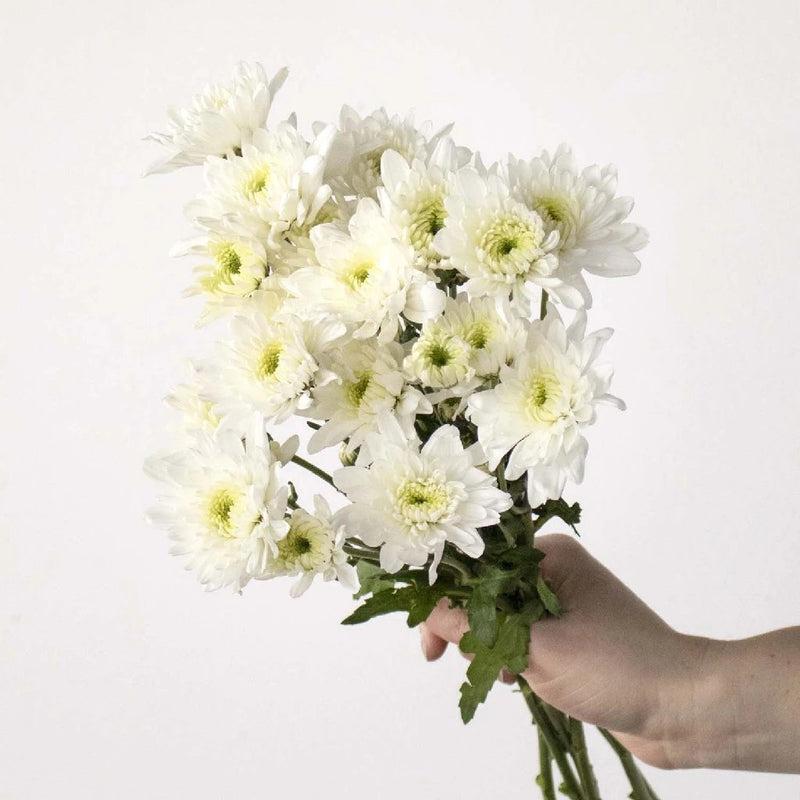 White pom wholesale wedding flowers