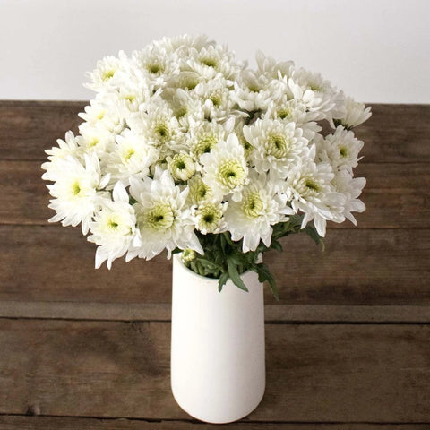 White pom flowers in white vase on brown wooden table