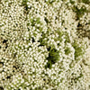 White Rice Flower