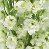 White Delphinium Flower
