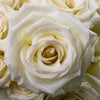 Green Kiss Alba Rose