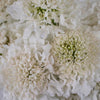 White Scabiosa Flower