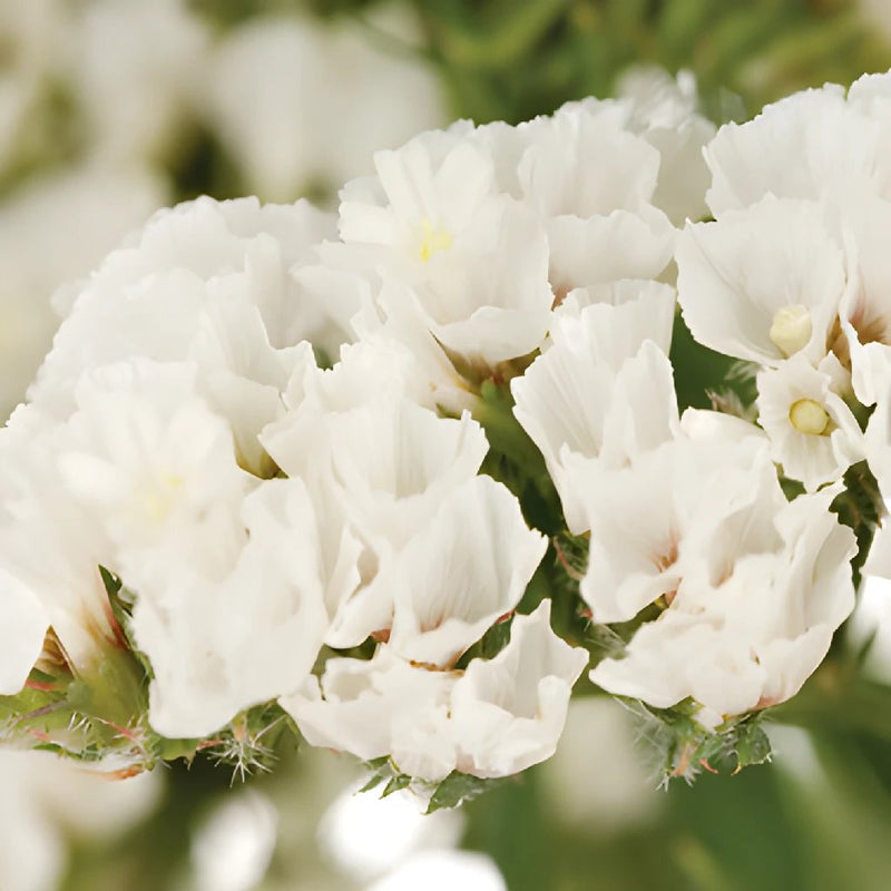 blush white fresh wildflower statice