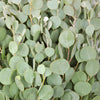 Gum Drop Fresh Cut Eucalyptus