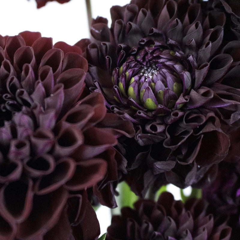 Wine Dahlia Velvet Flower Up Close