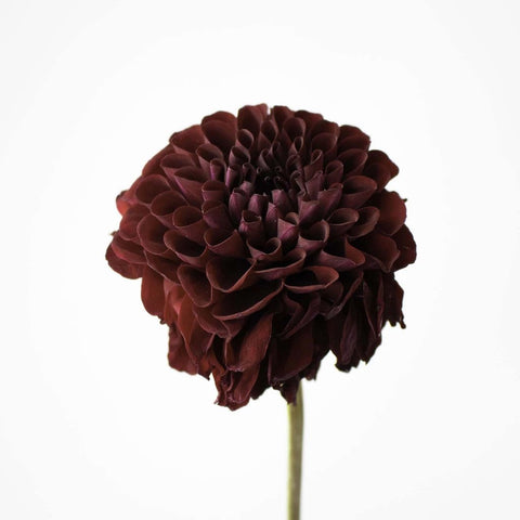 Wine Dahlia Velvet Flower Stem