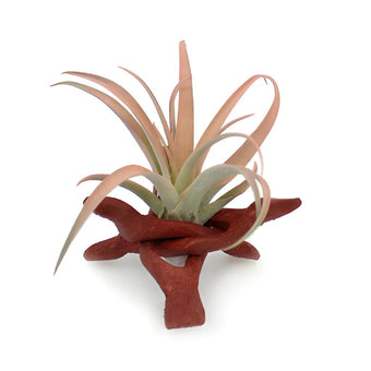 Air Plant Camp Out Centerpieces