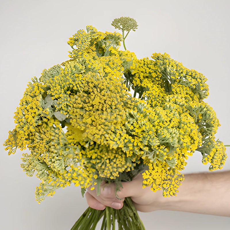 Yarrow Achillea Yellow Flower