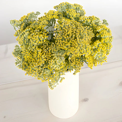 Yarrow Achillea Yellow Flower