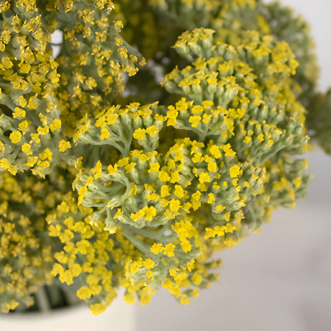 Yarrow Achillea Yellow Flower