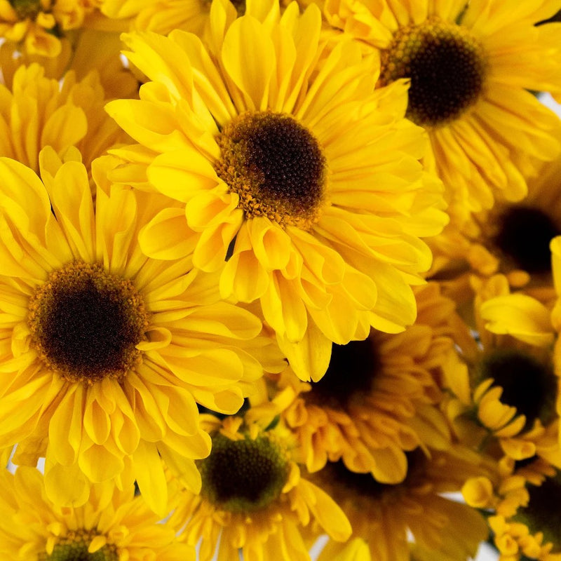 Yellow Novelty Mini Pom Flower Up Close