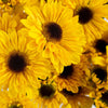 Bright Yellow Novelty Viking Pom Flower