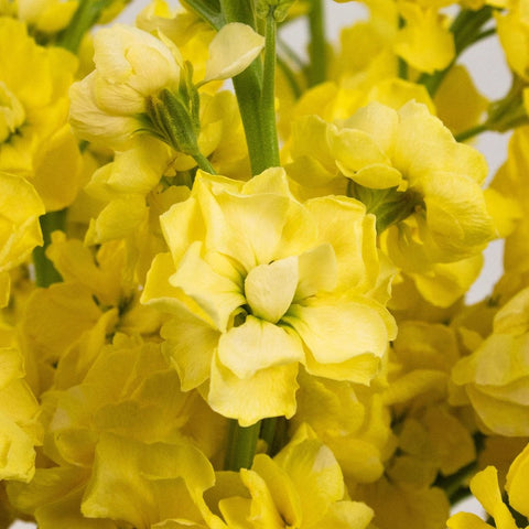 Yellow Tinted Stock Flower Up Close