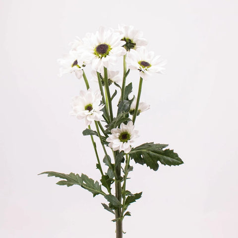 Mini Santini Flowers Single Stem