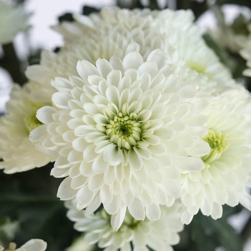 Zip Mini Button Pom White Flower Close Up - Image