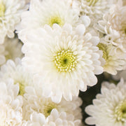 Ready To Go Wholesale Centerpieces Card