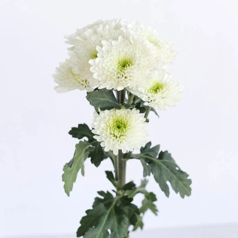 Zip Mini Button Pom White Flower Stem - Image