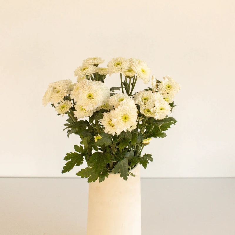 Zip Mini Button Pom White Flower Stem - Image