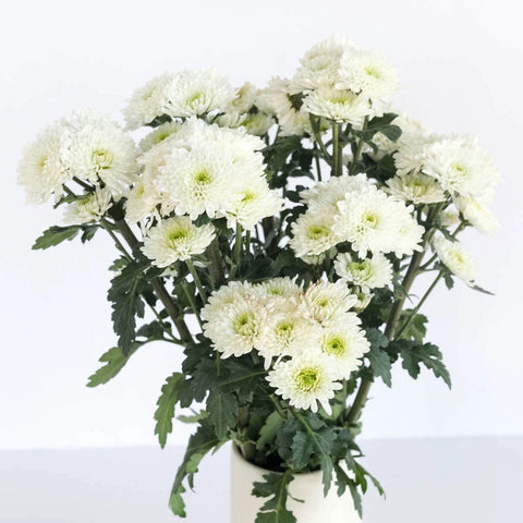 Zip Mini Button Pom White Flower Vase - Image